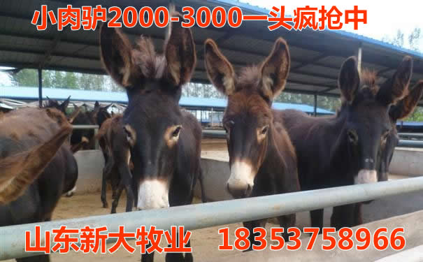 毛驴最新价格表,毛驴最新价格表——全面解析毛驴市场趋势