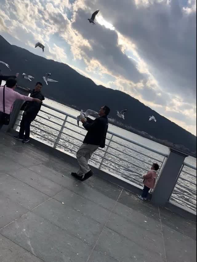 海鸥图片最新发布，海边的温馨时光瞬间捕捉