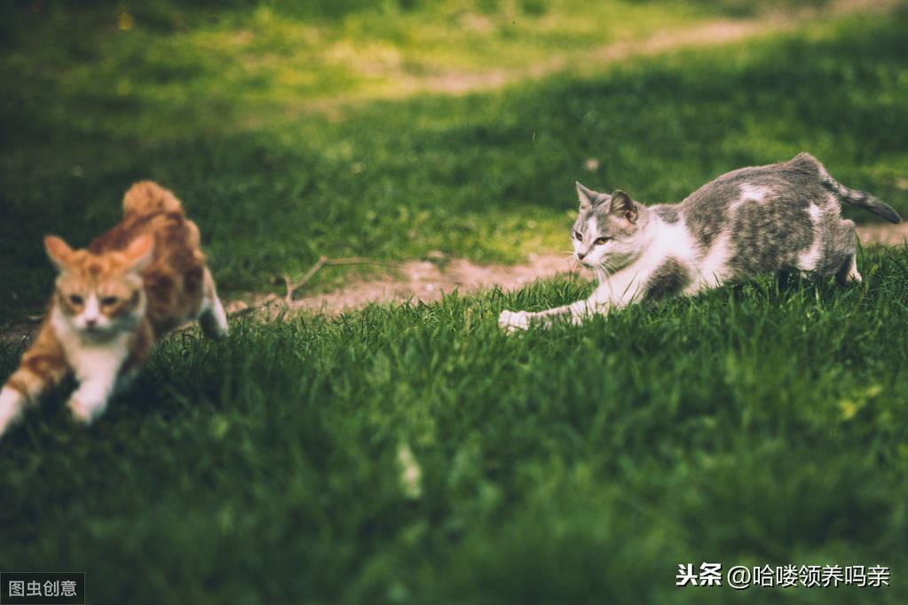 原住猫最新猫，现代养猫新趋势与理念的探索