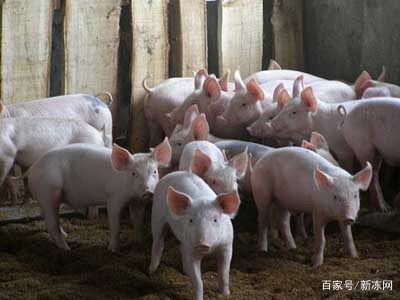 邯郸生猪今日最新价格,重磅更新邯郸生猪今日最新价格🐖💹