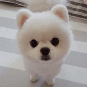 博美宠物狗价格详解，一篇读懂大解密！