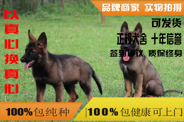 德牧比赛标准，探寻自然美景的探险之旅