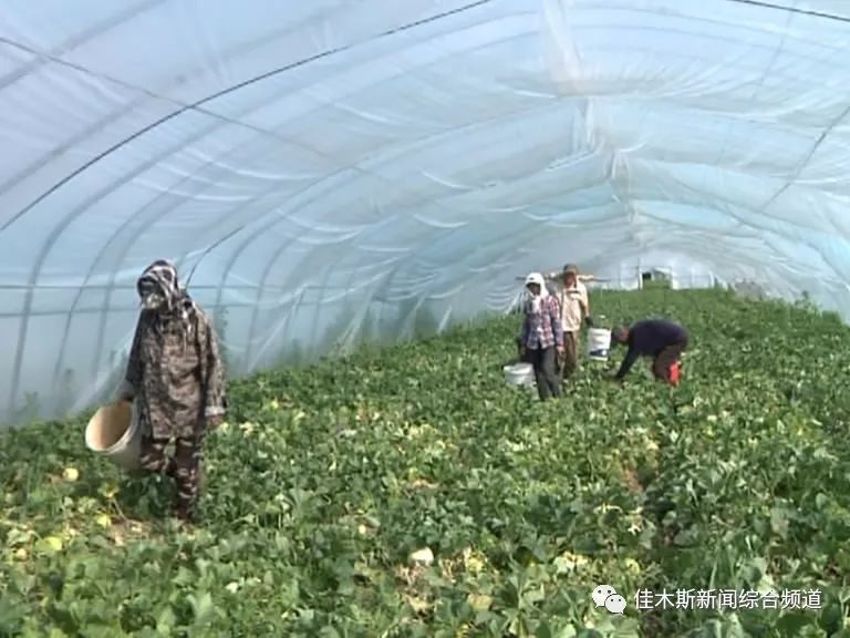 宁河新鲜资讯，区域发展的多元视角与深度解读