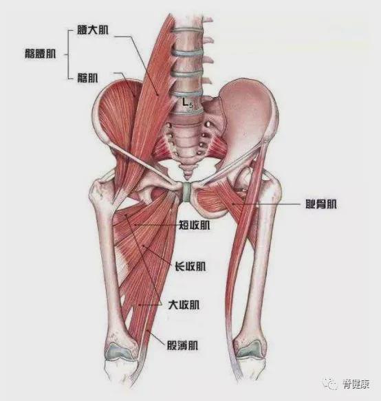 解读与阐述耻骨高的生理特征及其趋势