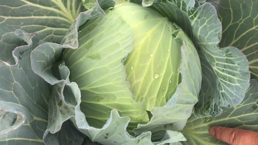 湖北嘉鱼县包菜行情，一颗包菜背后的励志故事揭秘