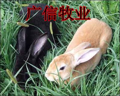 养兔子行业前景深度解析，趋势分析、成功案例与行情展望
