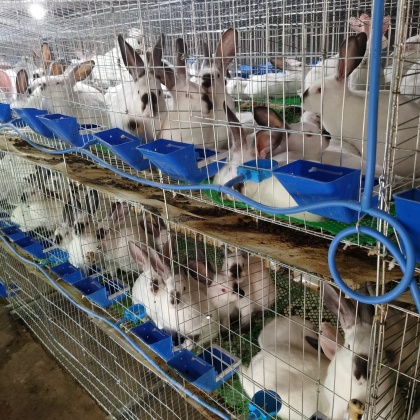 兔子行情，跃动的机会与无限增长潜力
