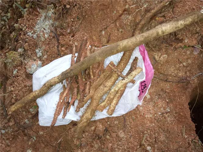 山药最新价格行情,山药最新价格行情分析
