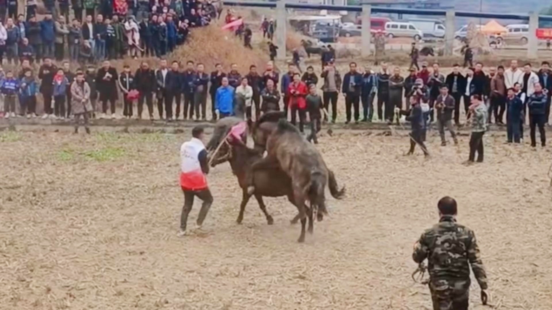 力与勇的较量，斗马比赛时代印记视频欣赏