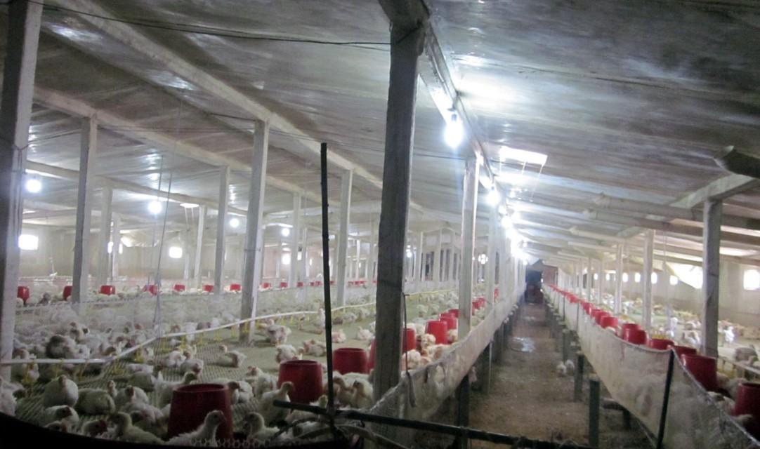 养鸡大棚建造费用与温情故事揭秘
