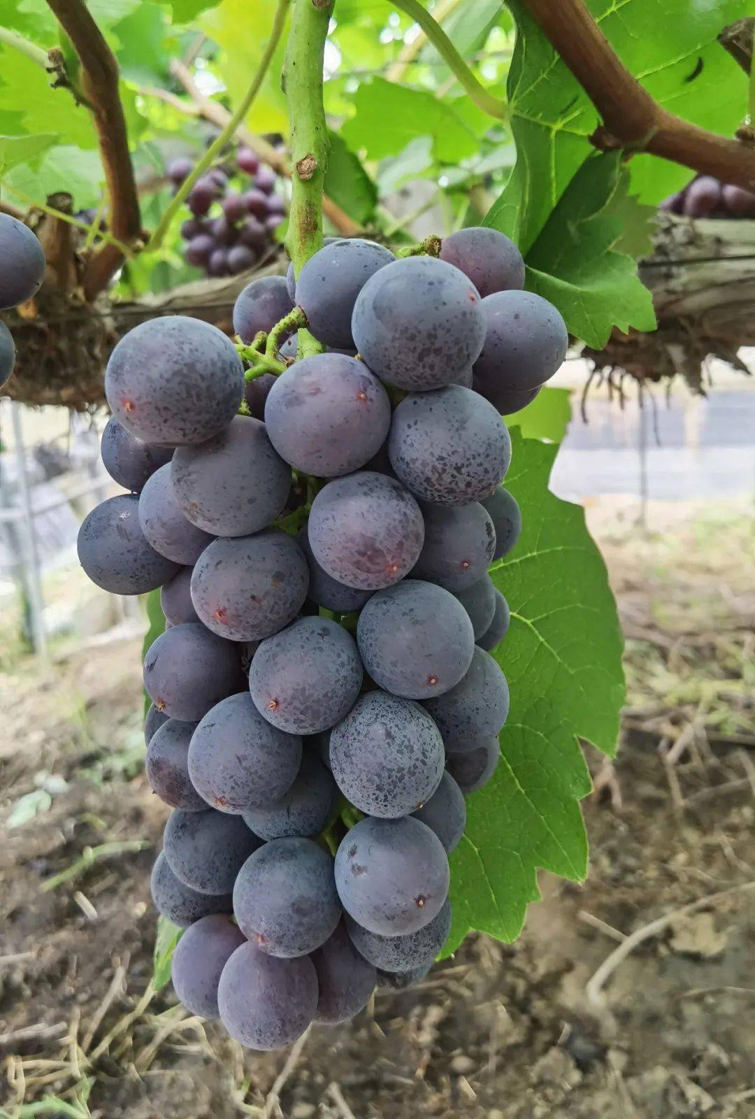 芜湖葡萄新篇章，种植技术与品鉴指南
